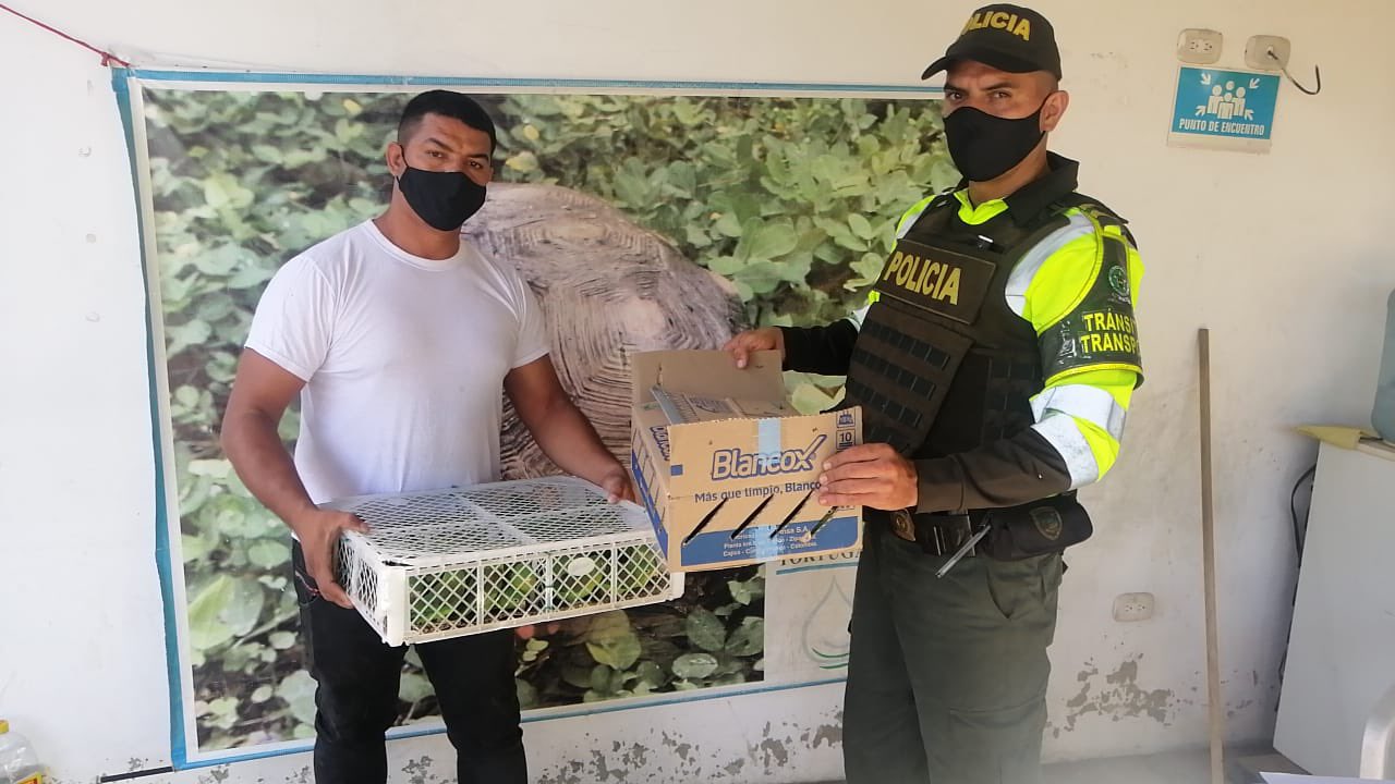 Policía entrega a Corpocesar 90 especies de aves incautadas en acciones de registro y control