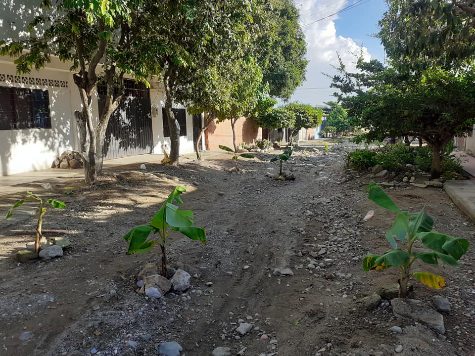 Como protesta por el mal estado de la calle, comunidad siembra árboles en Aguachica