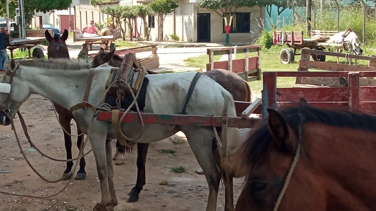 Jornada de vacunación contra la encefalitis equina venezolana se desarrolla en Aguachica