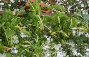 Lluvias, Granizo y Vendaval, causó pérdida total de cultivos que hacían parte de la despensa agrícola de González, Cesar