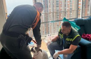 Multa de más $10 millones a un hombre que maltrató a un perro en Itagüí