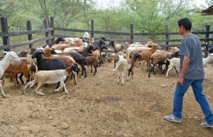 Por brote de ántrax declaran emergencia sanitaria en La Guajira