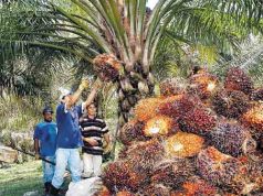 Más de mil empleos quedarían en riesgo por efectos de sentencia sobre Hacienda La Gloria Cesar