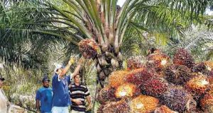Más de mil empleos quedarían en riesgo por efectos de sentencia sobre Hacienda La Gloria Cesar